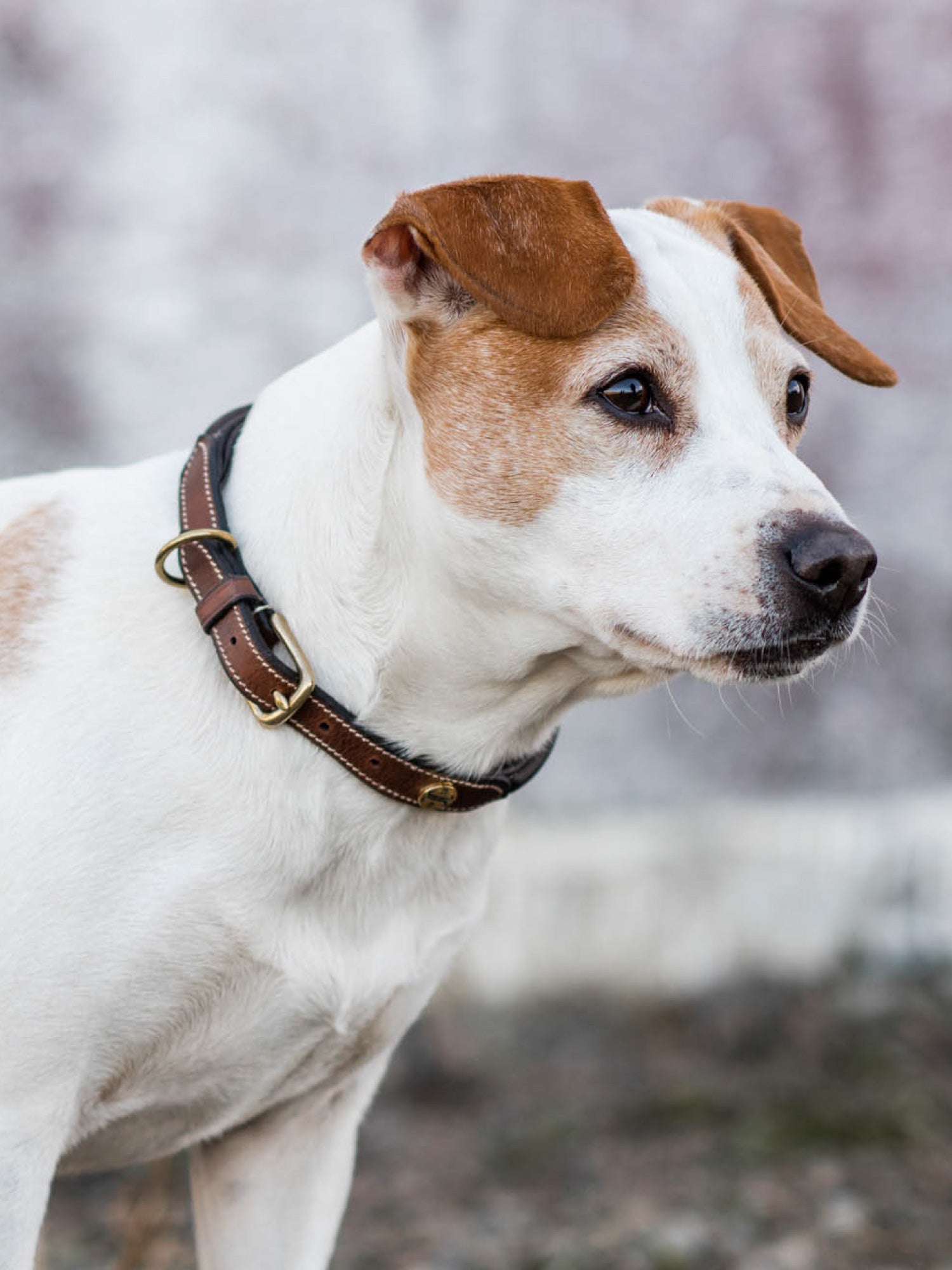 Jacson London Hundhalsband