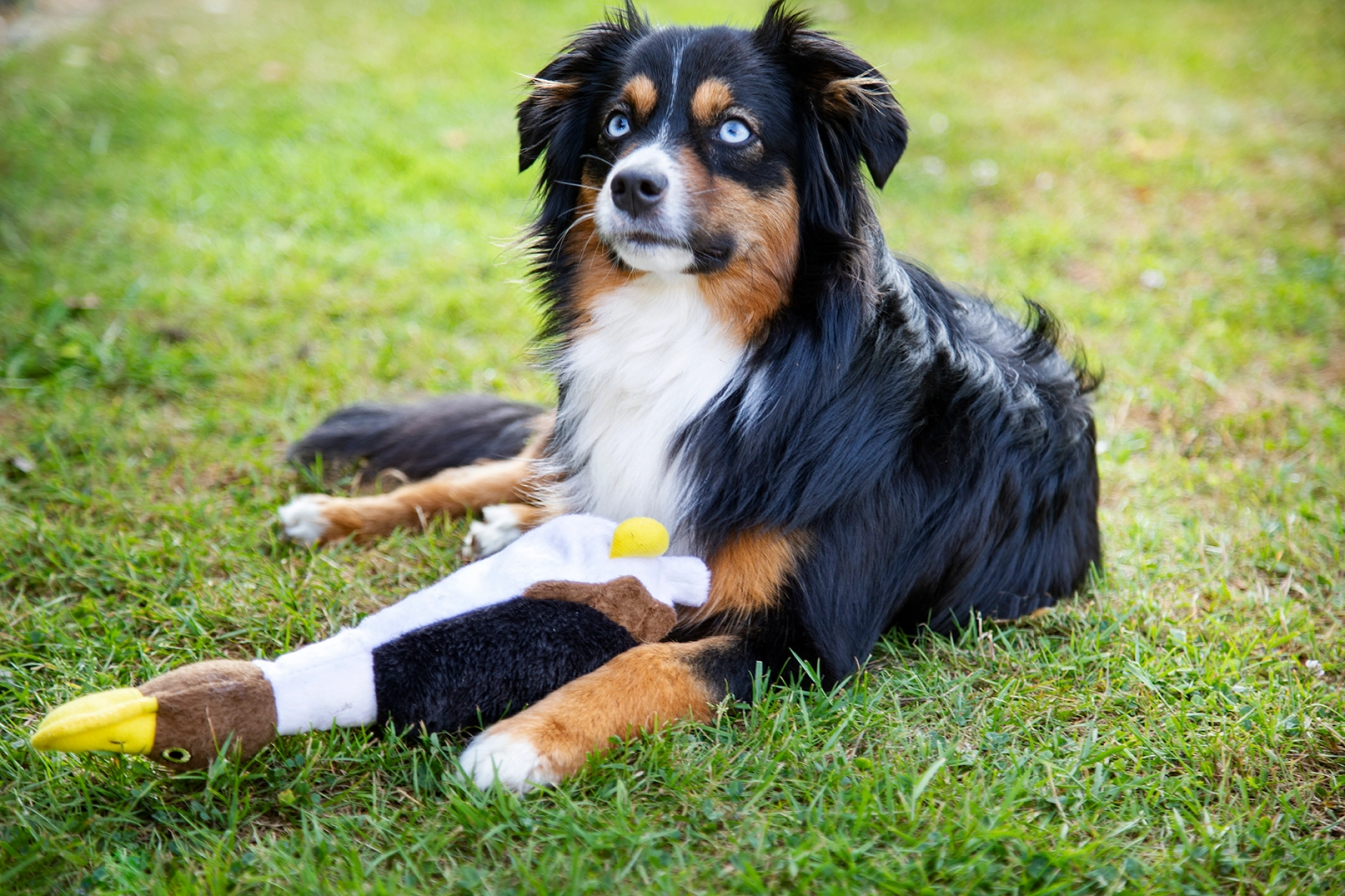 Dogman Leksak Anka Brun L