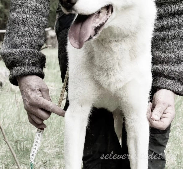 Seleverkstedet Klövjeväska Togo