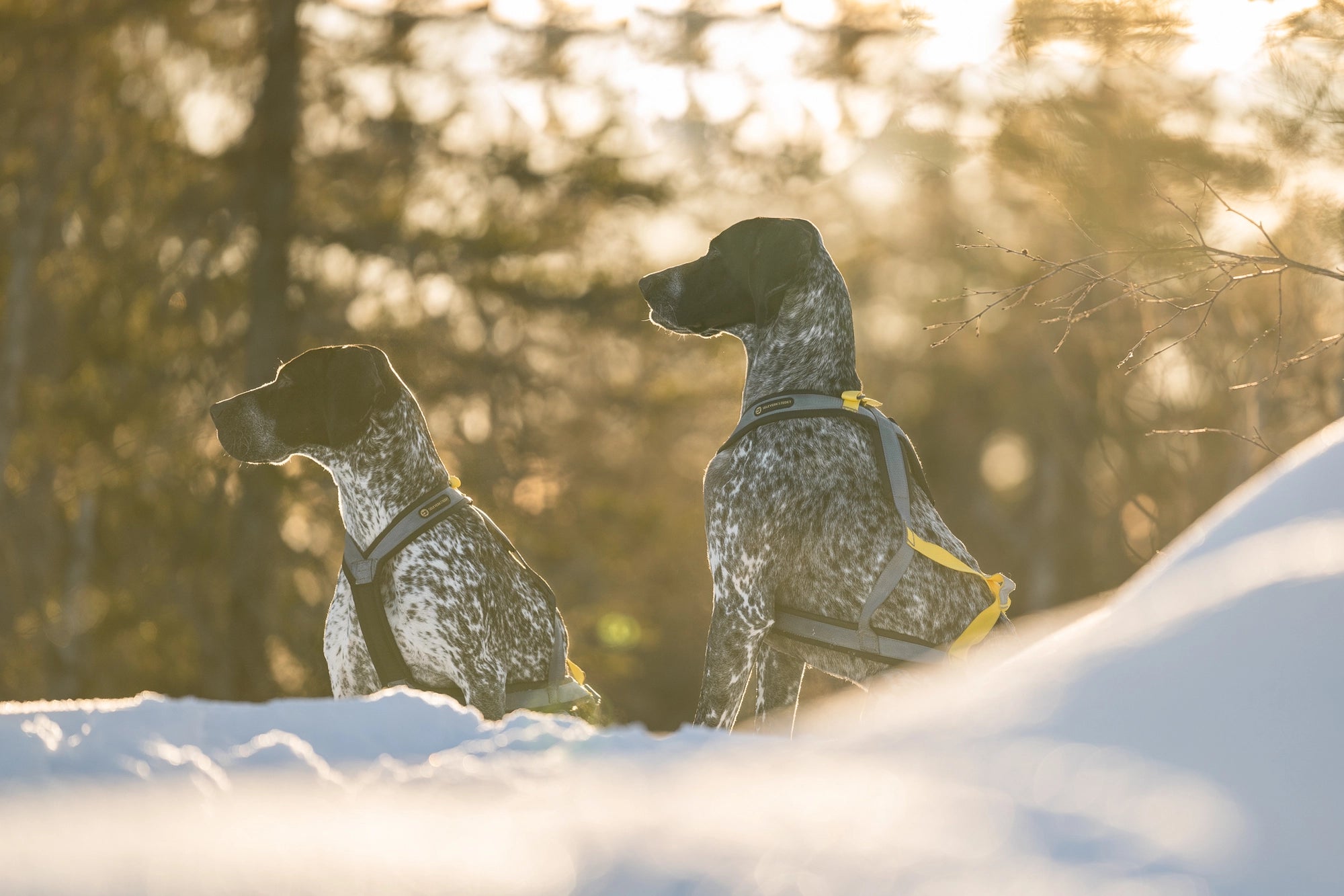Seleverkstedet Dragsele Nome Racing
