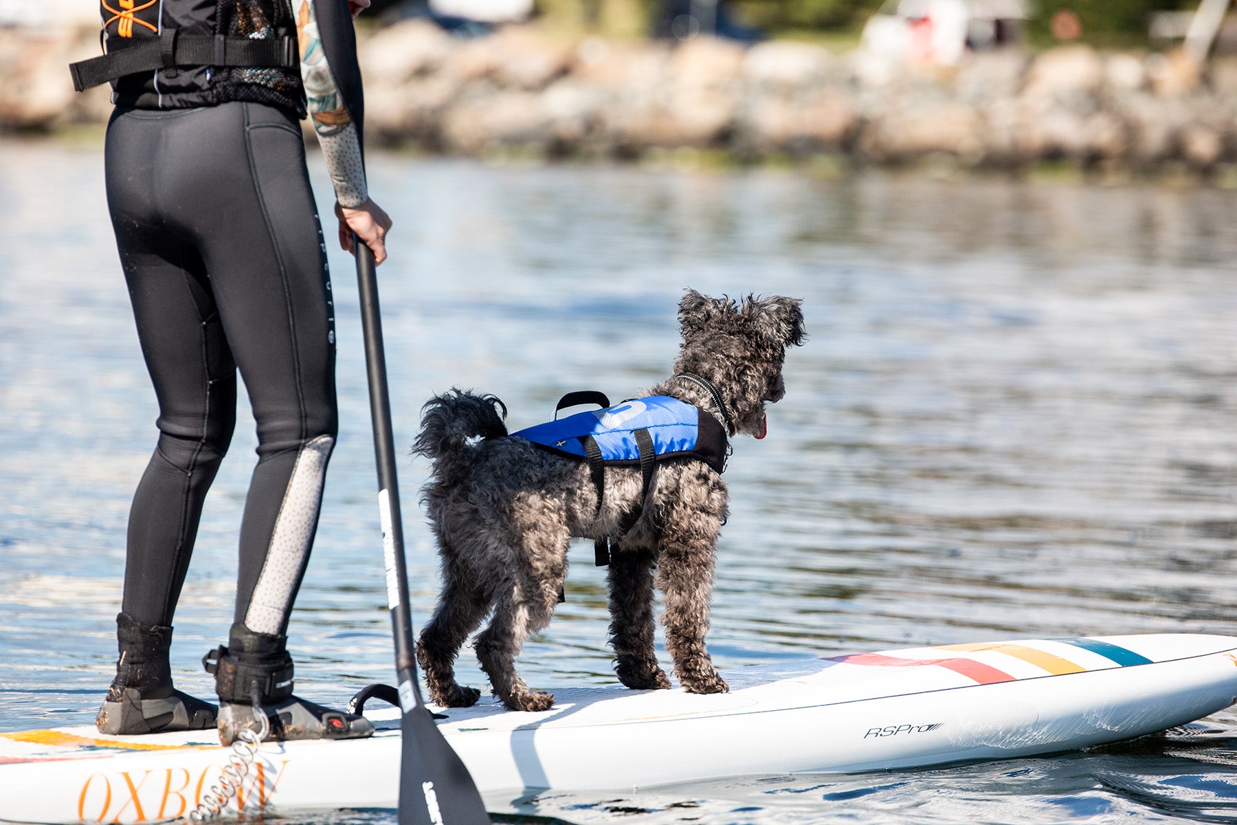 Hundflytväst Splash