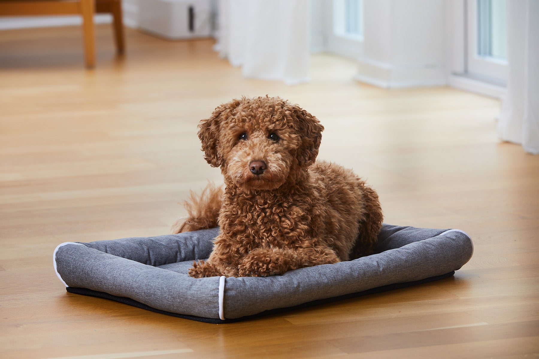 Buddy Hunddyna med kant Grå L