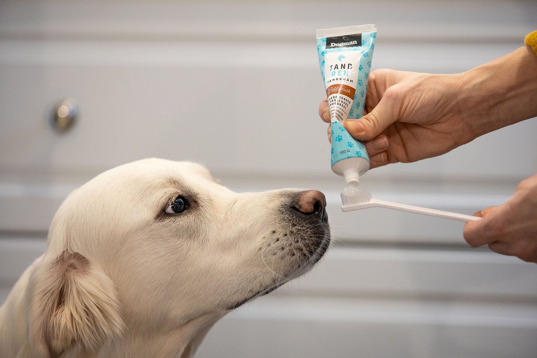 Dogman Tandkräm Biff 100g